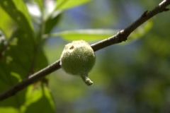 Callirhytis quercusventricosa