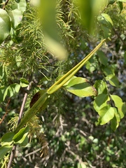 Secamone parvifolia
