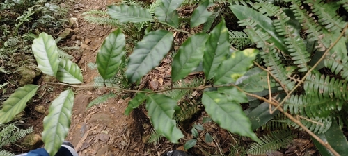 Itea parviflora observed 2026-10-18