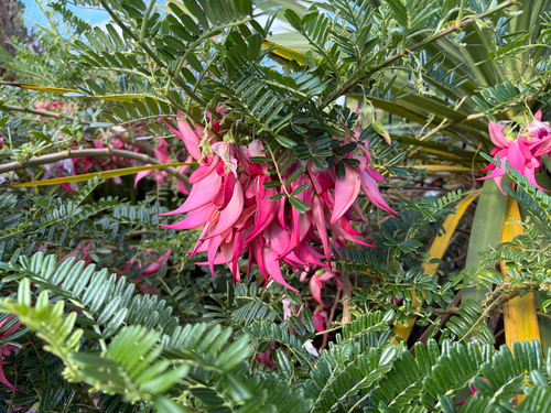 Clianthus puniceus observed 2026-10-18