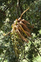 Tillandsia fendleri