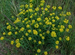 Euphorbia verrucosa