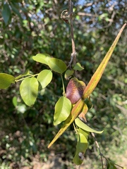 Secamone parvifolia