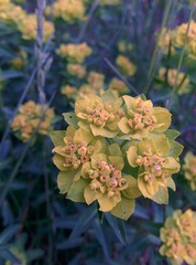 Euphorbia verrucosa