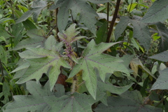 Solanum acerifolium