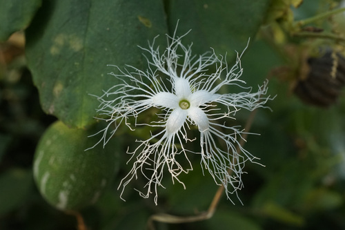 Trichosanthes cucumerina observed 2026-10-14