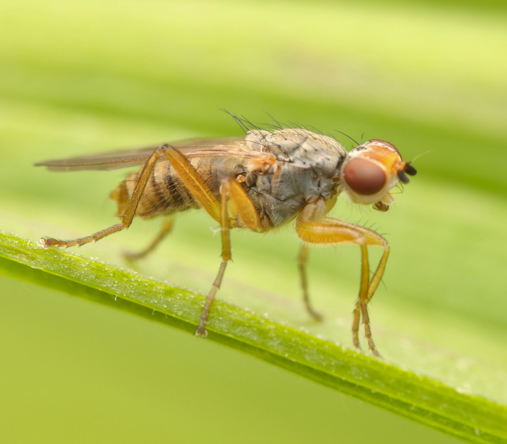 Microprosopa