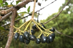 Viburnum tinoides