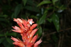Stenorrhynchos speciosum