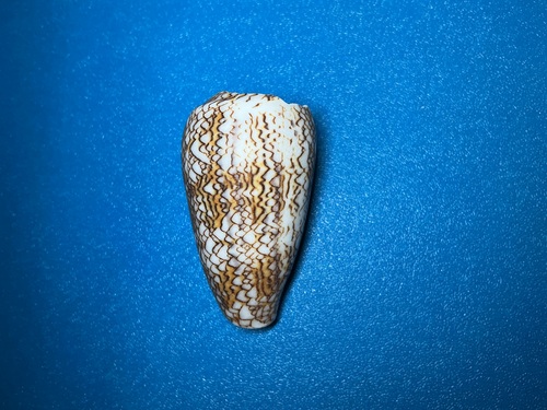 Conus textile observed 2026-10-18