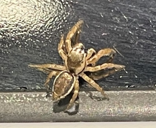 Pelegrina flavipedes