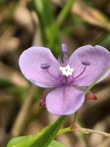Murdannia spirata observed 2026-10-18
