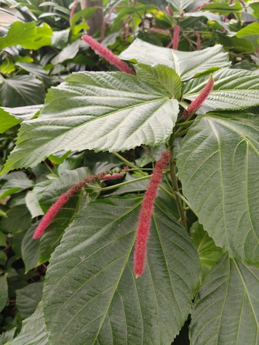 Acalypha hispida observed 2026-10-18