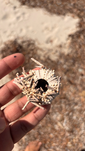 Goniocidaris tubaria observed 2026-10-18