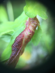 Dysaphis crataegi