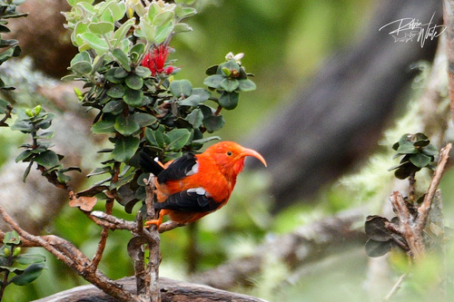 Vestiaria coccinea observed 2026-10-17