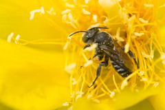 Lithurgopsis gibbosa