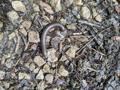 Narceus americanus