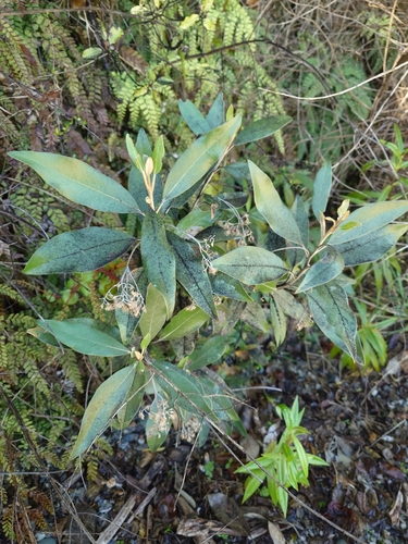 Olearia avicenniifolia observed 2026-10-18