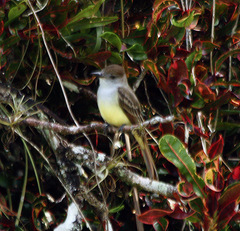 Myiarchus yucatanensis