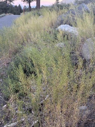 Western Tansymustard