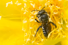 Lithurgopsis gibbosa