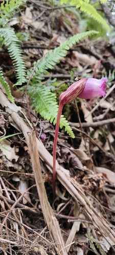 Aeginetia indica observed 2026-10-18