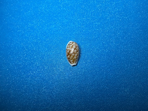 Cypraea cribraria observed 2026-10-18