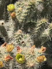 Cylindropuntia ganderi