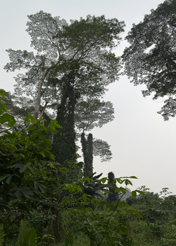 Falcataria falcata observed 2026-10-14