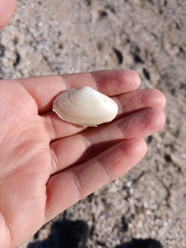 Mactra ovata observed 2026-10-18