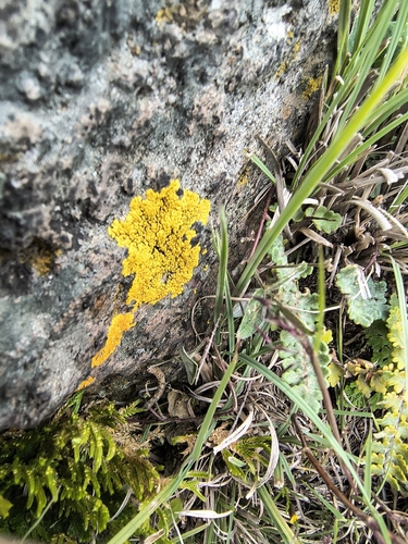 Liquen de yema de huevo