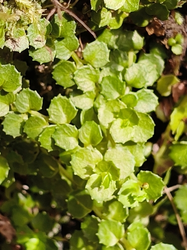 Epilobium pedunculare observed 2026-10-18