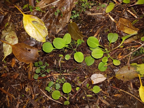 Myosotis forsteri observed 2026-10-18