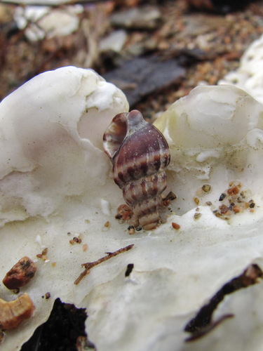 Nassarius fraterculus, 2026-08-05