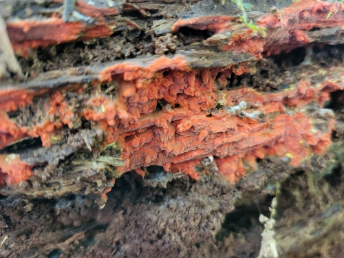 Phlebia coccineofulva, 2026-10-17