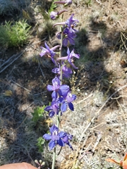 Delphinium scaposum
