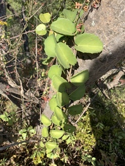 Cissus rotundifolia rotundifolia