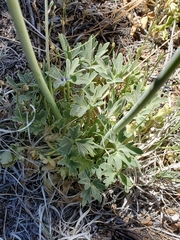 Delphinium scaposum