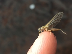 Ephemerella subvaria