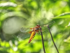 Libellula depressa