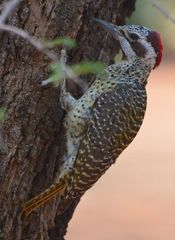 Campethera bennettii
