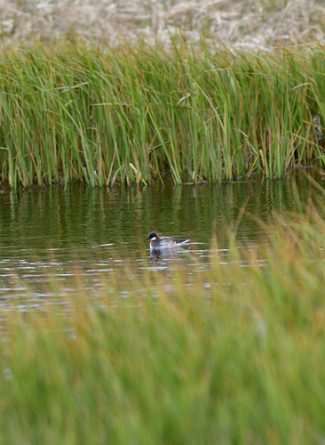 iNaturalist image