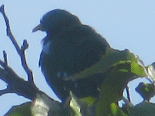 Ptilinopus viridis, 2026-10-17