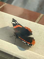 Vanessa atalanta