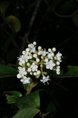 Viburnum tinoides
