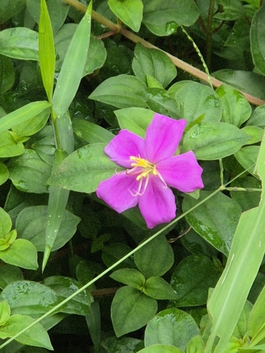 Heterotis rotundifolia observed 2026-10-18