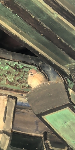 Eurasian Tree Sparrow