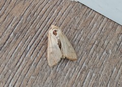 Mythimna vitellina