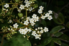 Viburnum tinoides
